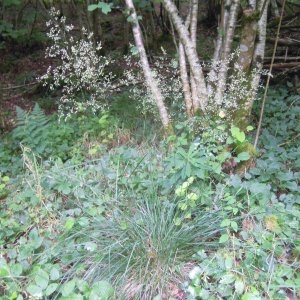 Photographie n°83850 du taxon Deschampsia cespitosa (L.) P.Beauv. [1812]