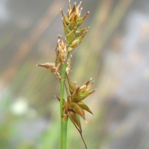 Photographie n°83859 du taxon Carex echinata Murray [1770]