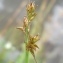  David Mercier - Carex echinata Murray [1770]