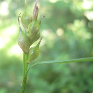 Photographie n°83862 du taxon Carex depauperata Curtis ex With. [1787]