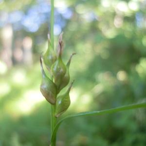 Photographie n°83864 du taxon Carex depauperata Curtis ex With. [1787]