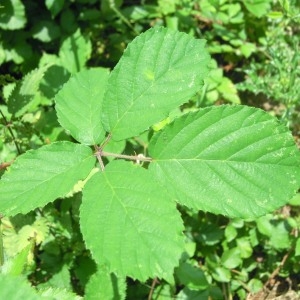 Rubus andegavensis Bouvet (Ronce d'Angers)