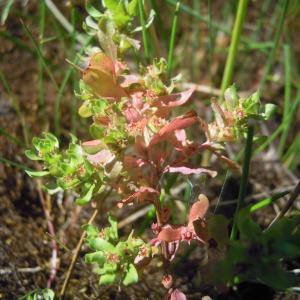 Peplis nummulariifolia Jord. (Lythrum du Dniepr)