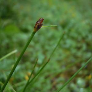 Photographie n°83941 du taxon Eleocharis multicaulis (Sm.) Desv. [1818]