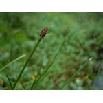 Eleocharis multicaulis (Sm.) Desv. (Scirpe à nombreuses tiges)