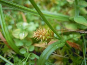 David Mercier, le 30 juillet 2012 (Angrie (Bel Air))