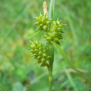 Photographie n°83947 du taxon Carex demissa Vahl ex Hartm. [1808]