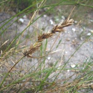 Photographie n°83977 du taxon Carex arenaria L. [1753]