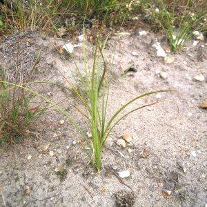 Photographie n°83978 du taxon Carex arenaria L. [1753]