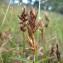  David Mercier - Carex arenaria L. [1753]