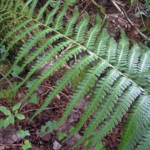 Photographie n°83984 du taxon Dryopteris affinis subsp. borreri (Newman) Fraser-Jenk. [1980]