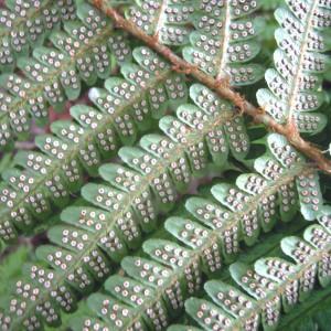 Photographie n°83986 du taxon Dryopteris affinis subsp. borreri (Newman) Fraser-Jenk. [1980]