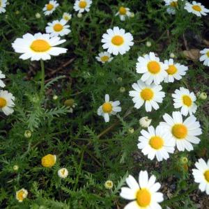 Photographie n°83988 du taxon Anthemis mixta L. [1753]