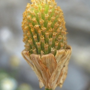 Photographie n°83989 du taxon Anthemis mixta L. [1753]