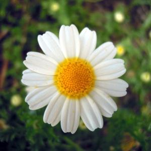 Photographie n°83991 du taxon Anthemis mixta L. [1753]