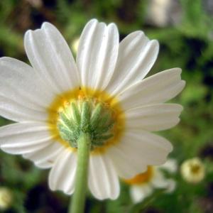 Photographie n°83992 du taxon Anthemis mixta L. [1753]