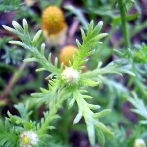 Photographie n°83994 du taxon Anthemis mixta L. [1753]