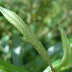 Salix ×trevirani Spreng. (Saule)