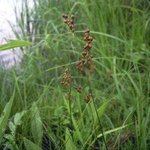  - Juncus compressus Jacq. [1762]