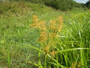 David Mercier, le  2 août 2012 (Écouflant (Le Perray))