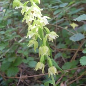 Photographie n°84022 du taxon Epipactis helleborine (L.) Crantz [1769]