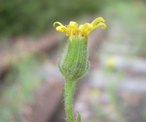 David Mercier, le  3 août 2012 (Montreuil-Juigné (Ancienne gare ferroviaire))