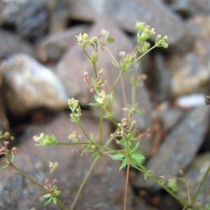  - Galium parisiense var. leiocarpum Tausch [1860]