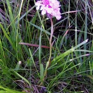 Photographie n°84081 du taxon Dactylorhiza incarnata (L.) Soó [1962]