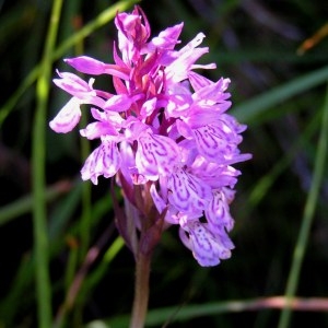 Photographie n°84082 du taxon Dactylorhiza incarnata (L.) Soó [1962]