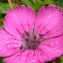  Bruno Stien - Dianthus carthusianorum subsp. carthusianorum