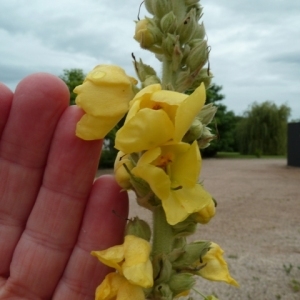 Photographie n°84104 du taxon Verbascum phlomoides L. [1753]