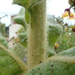 Photographie n°84105 du taxon Verbascum phlomoides L. [1753]