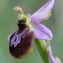  Marie  Portas - Ophrys arachnitiformis Gren. & M.Philippe [1860]