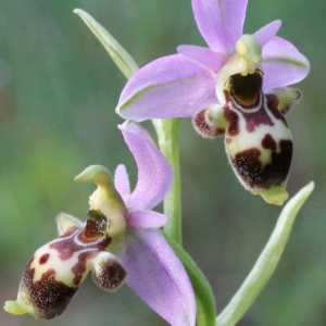 Photographie n°84109 du taxon Ophrys scolopax subsp. scolopax 