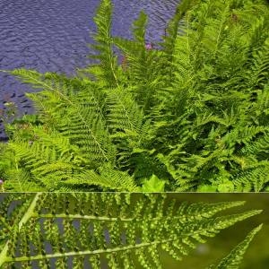  - Athyrium distentifolium Tausch ex Opiz [1820]