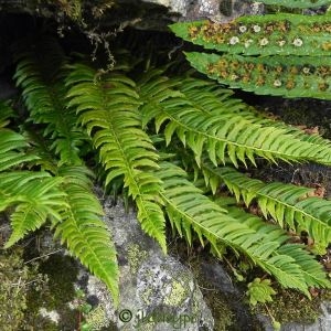 Photographie n°84123 du taxon Polystichum lonchitis (L.) Roth [1799]