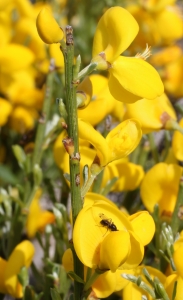 Marie  Portas, le 17 juin 2012 (Saint-Urcize (L'Aubrac))