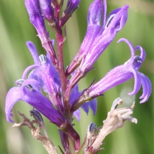 Photographie n°84138 du taxon Lobelia urens L.