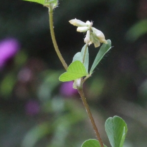 Photographie n°84145 du taxon Trifolium dubium Sibth.