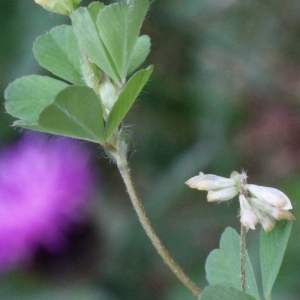 Photographie n°84146 du taxon Trifolium dubium Sibth.