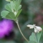  Marie  Portas - Trifolium dubium Sibth.