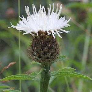 Photographie n°84150 du taxon Centaurea jacea var. nemoralis (Jord.) Briq. & Cavill.