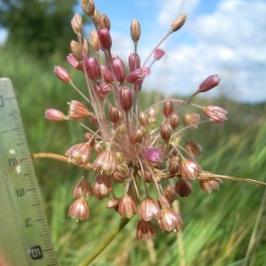 Photographie n°84177 du taxon Allium paniculatum L. [1759]