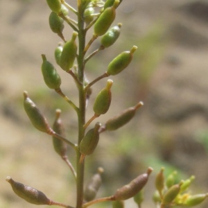 Photographie n°84185 du taxon Rorippa palustris (L.) Besser [1821]