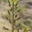  David Mercier - Rorippa palustris (L.) Besser [1821]