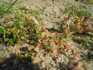 David Mercier, le  4 août 2012 (Béhuard (Partie nord de l'île))