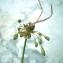 David Mercier - Allium oleraceum subsp. oleraceum