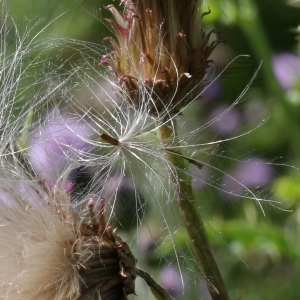 Photographie n°84202 du taxon Cirsium arvense (L.) Scop.