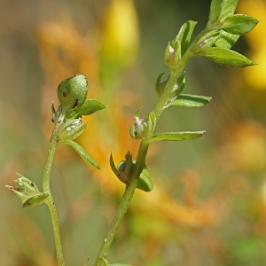 Photographie n°84203 du taxon Centunculus minimus L.