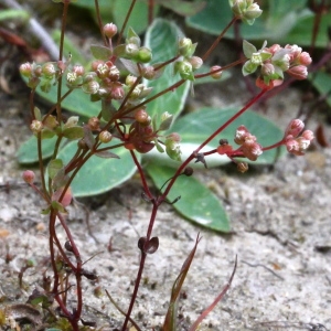 Photographie n°84209 du taxon Radiola linoides Roth [1788]